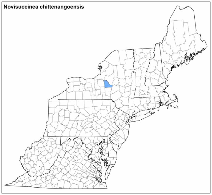 Novisuccinea chittenangoensis  Range Map